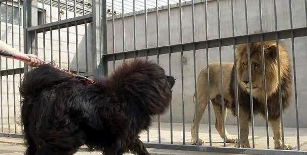 藏獒是否是北美灰狼的对手?藏獒能否战胜狮子和老虎?