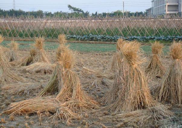 广东有三件宝,是哪三件宝呢?