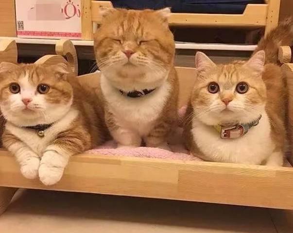 猫咪一家三口,真是萌死人不偿命,尤其是最后一张,猫奴