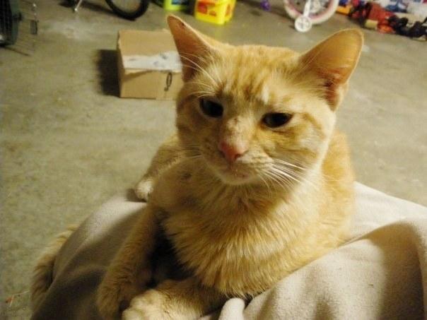 当初坐在门口乞求进屋的小黄猫,如今成为家里的胖猫