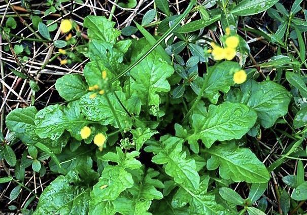农村这种不起眼的"还阳草",却常被当成荠菜摘,你吃过么?