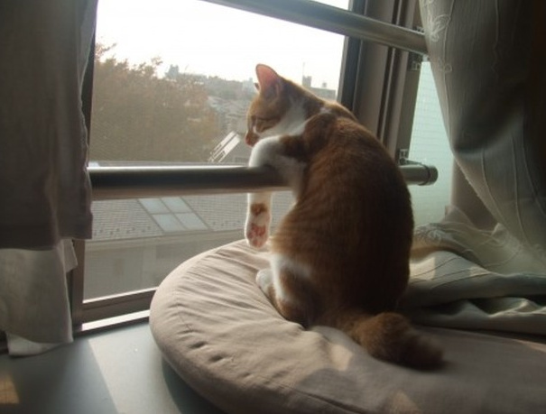 猫咪的背影,最萌啦_新浪看点
