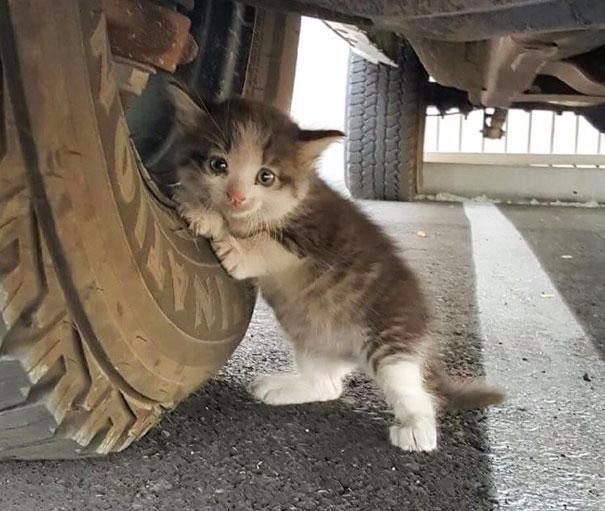 小奶猫走丢后受惊吓躲在卡车底下,这表情也是没谁了