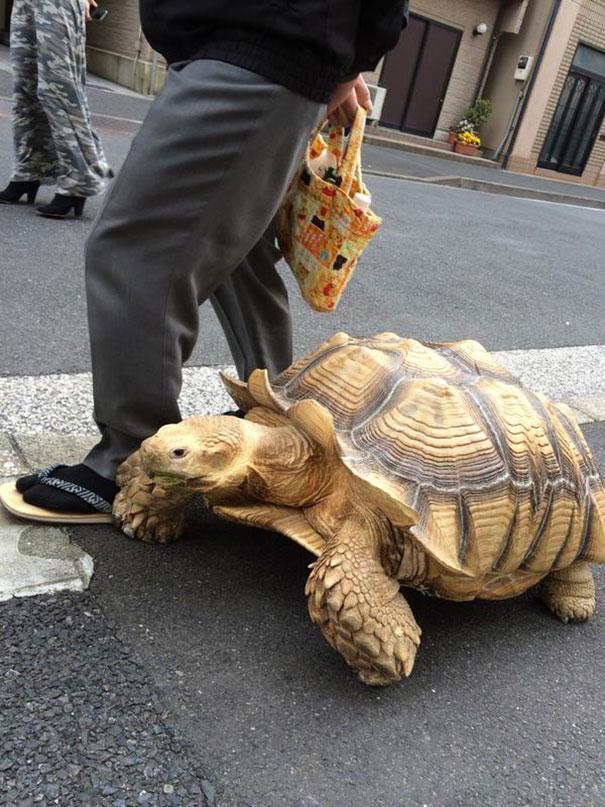 你见过一个正常人与乌龟一起散步的模样吗?