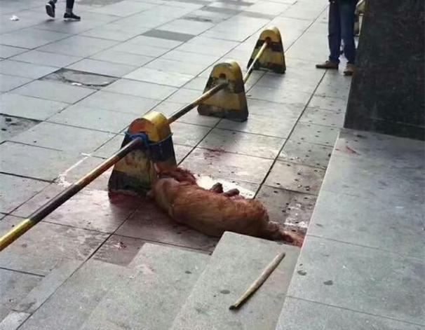爱狗人士究竟怎么了?民警棒杀伤人金毛后