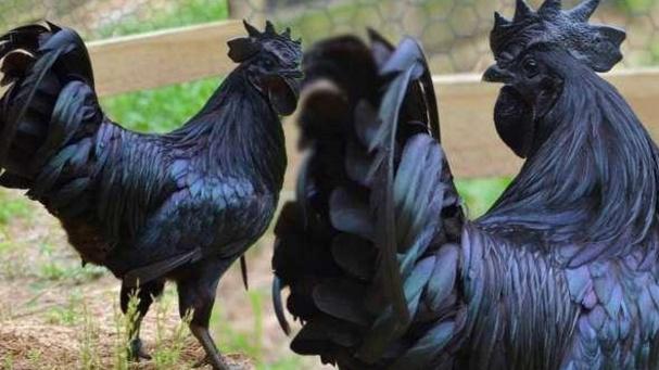 这种全黑的金属鸡,连鸡蛋都是纯黑的,可你吃不起
