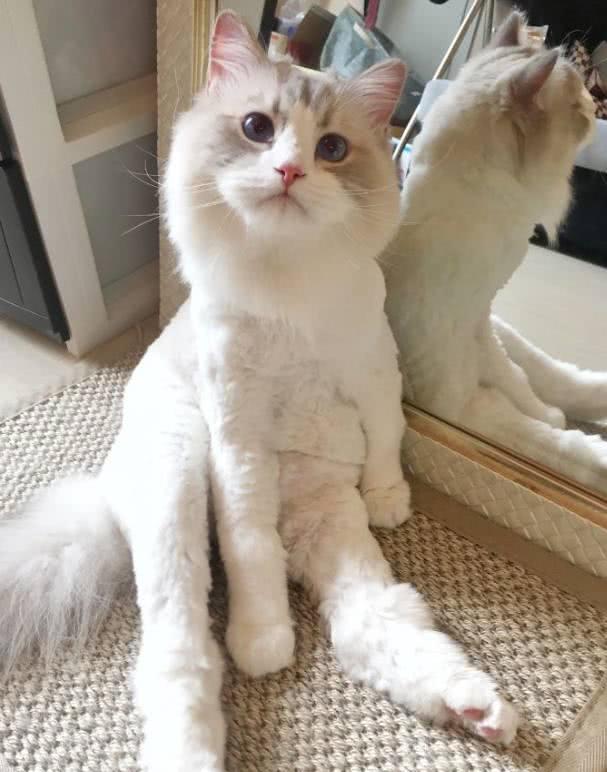 猫咪因太胖遭主人嫌弃,剃光毛后,主人傻眼了:对不起,错怪你了