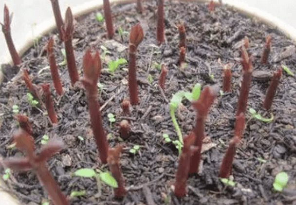 山竹吃完果核别丢, 随便盆栽一下, 长出来的叶子