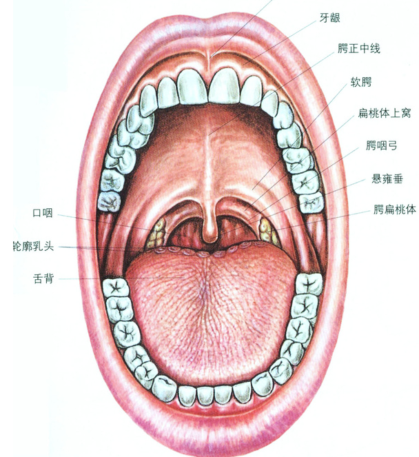 但有的人结石会自行脱落吞下,有些人则会有喉咙异物感