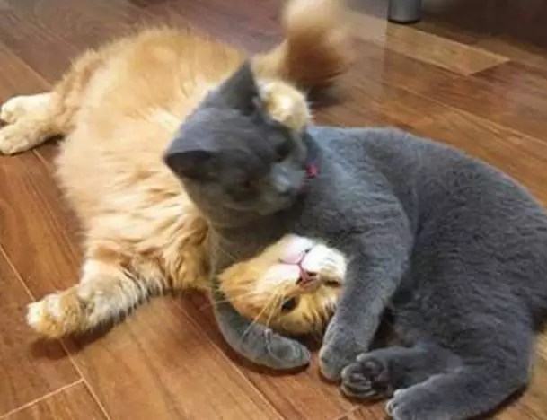 家里新来了一只肥橘猫,蓝猫用这种方式欢迎它,热情的很