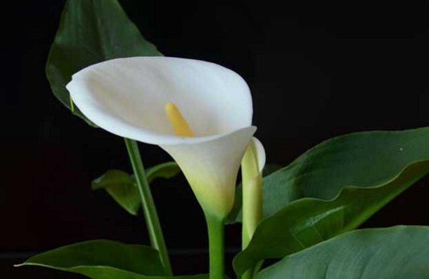 养花-马蹄莲四季开花方法