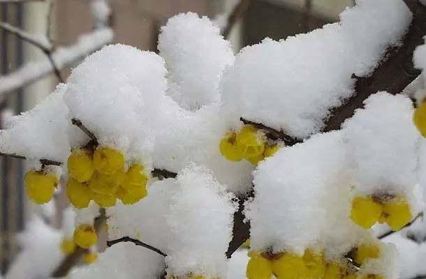 梅雪争春未肯降,骚人搁笔费评章,太美了!