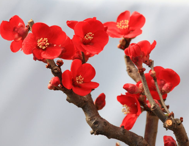 中国十大名花惊艳全世界!象征中国人高风亮洁