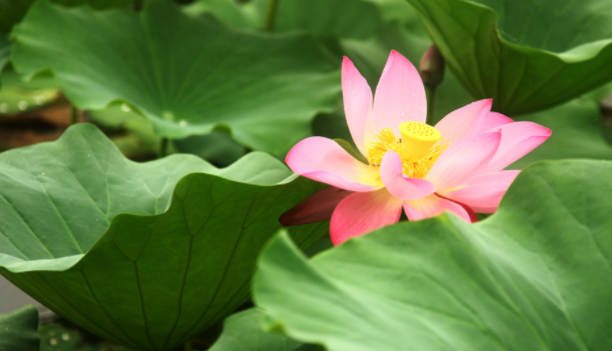 中国十大名花惊艳全世界!象征中国人高风亮洁