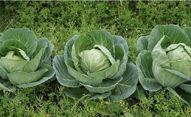 世界十大健康蔬菜排行榜!你会想到第一名是它