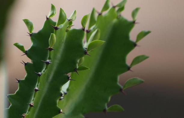 龙骨花适合懒人养,有些方面还是得注意!