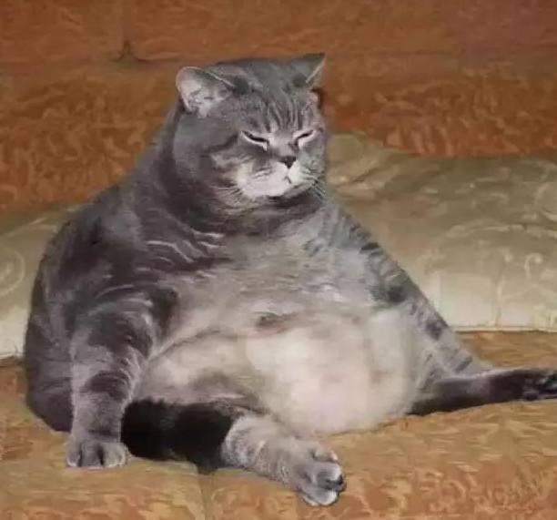给奶奶送了一只手掌大的猫咪,数月后变水桶腰大肥猫