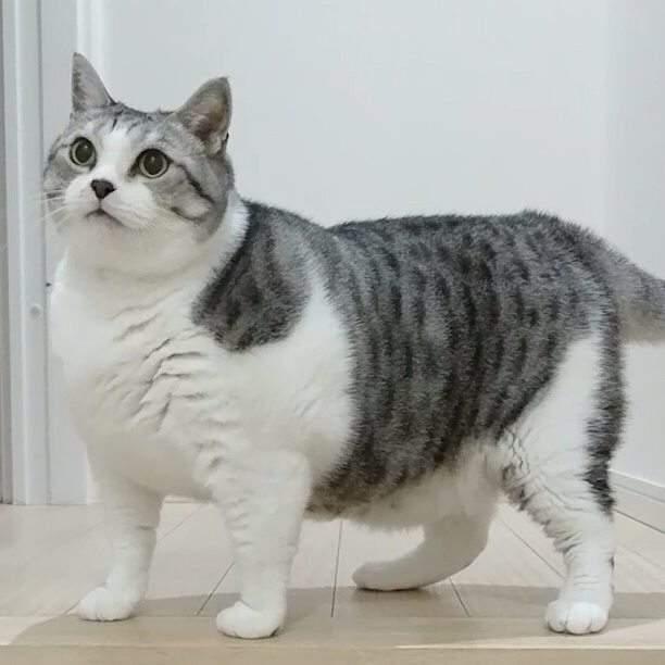 超级圆滚滚大胖猫,这看起来就像是活生生的猫饼啊