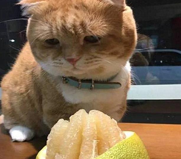 2、重庆柚子苗：柚子猫是谁？