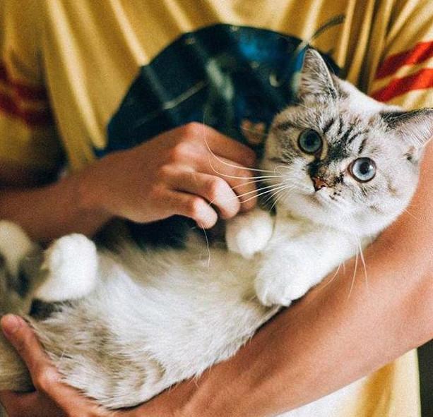 小短腿喵星人走起路来却十分优雅, 难怪铲屎官对它爱