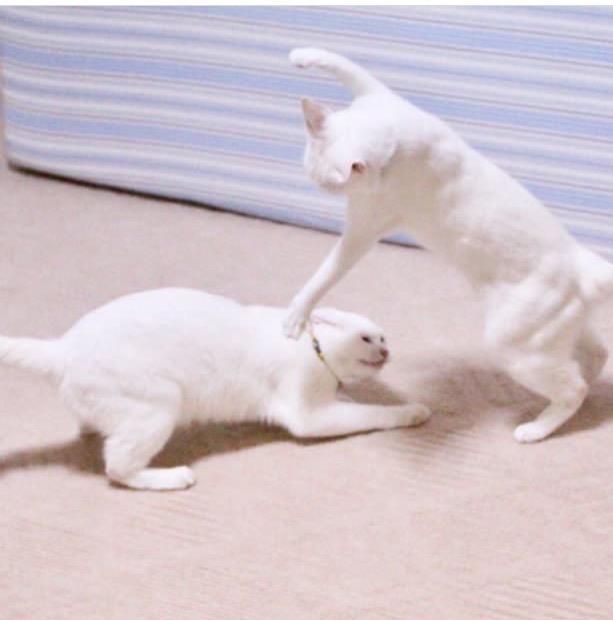 两只猫咪前一秒打架打的你死我活,后一秒就粘一起秀恩爱