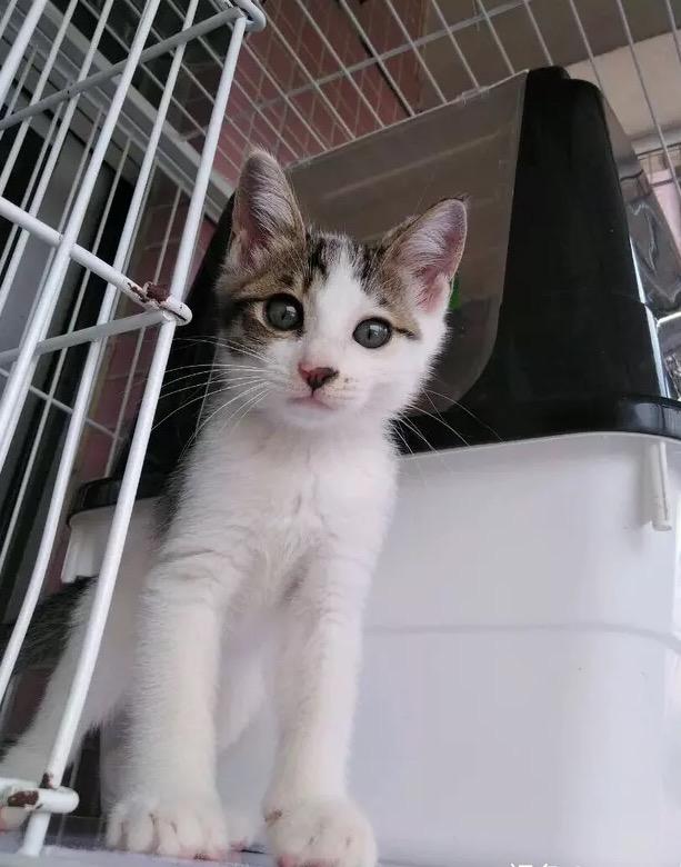 猫猫到新家,吓得躲凳子底下,还不吃东西,怎么破