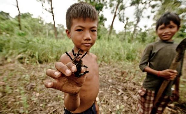 柬埔寨贫困儿童竟捕食毒狼蛛当美食(组图)