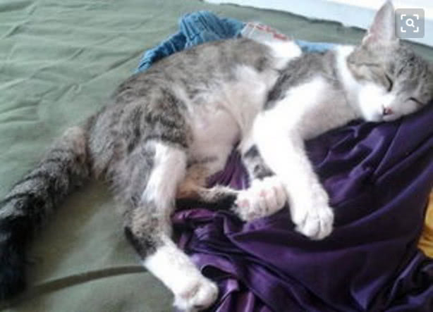 萌宠搞笑集中营,猫咪的各种好笑的睡姿,快要被这些姿势笑趴下了