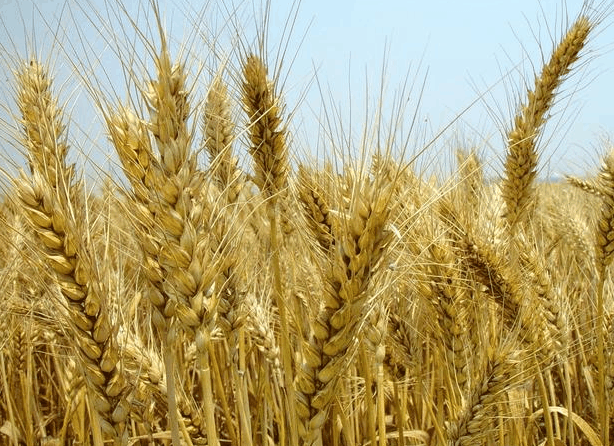 农村俗语: “春打六九头, 穷人苦出头”, 农民朋友知道意思吗?