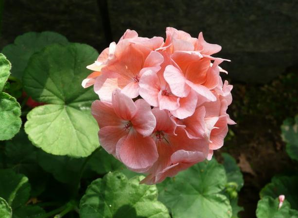 家里养花别瞎养！这6种花旺财又养人，而这2种花是大忌