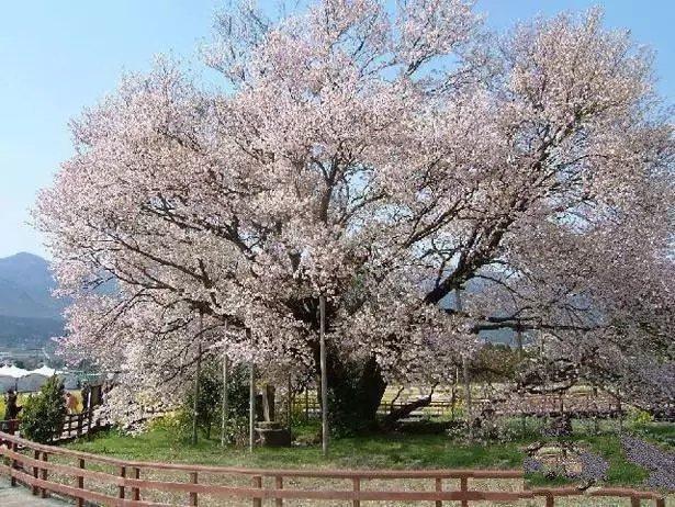 日本十大观赏樱花最棒的地方有时间一定要去看看
