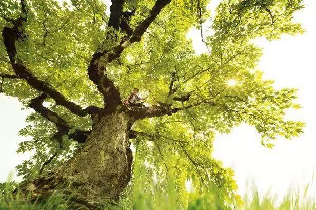 “石榴裙下死”，所以家里不能种石榴？那只能说你没文化！