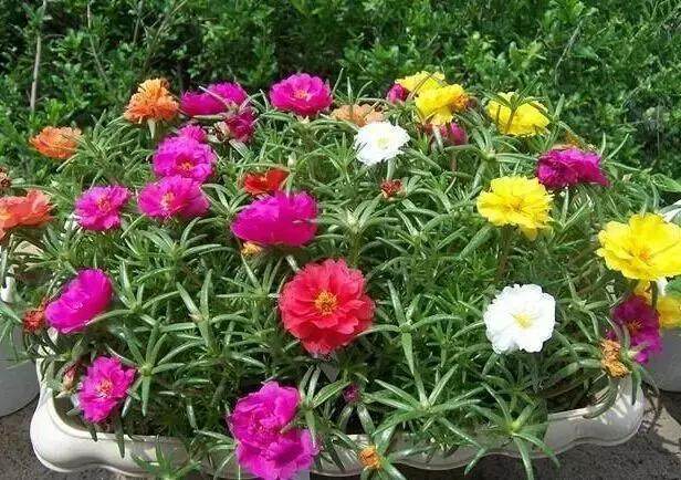 见阳光就开花的太阳花,传说中死不了的植物!吊