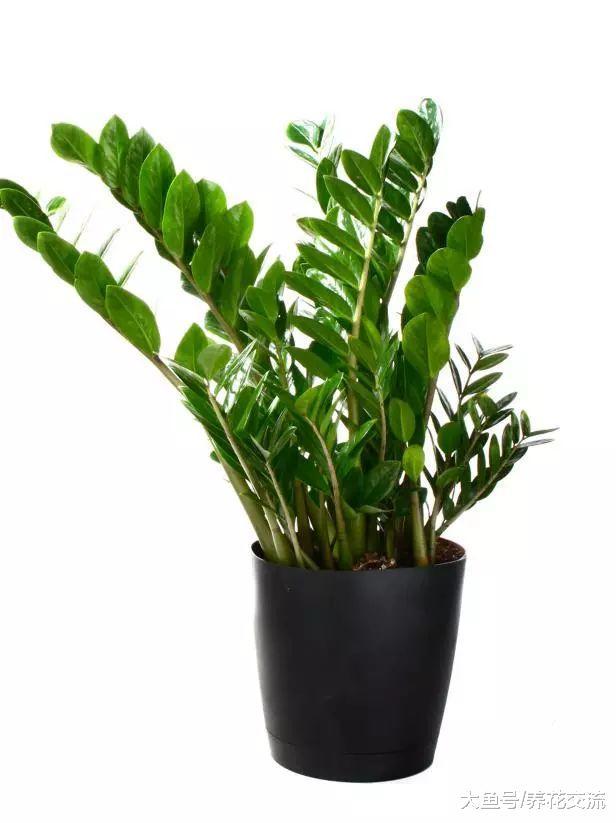 这7种室内盆栽植物养着半月都不浇水都能活, 你养了哪