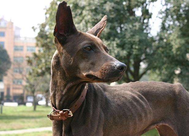 狗的品种中的法老王猎犬,你了解么?