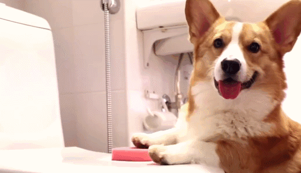 小柴犬竟然能做出这样的事,网友:看到这样的狗狗就赶紧收了吧