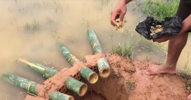 用竹子造捕鱼陷阱放在河里,第二天看到惊喜一