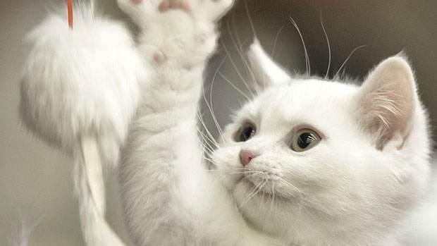 买来的猫养不过7天就死了? 教你如何辨别星期猫, 不要再上当了!