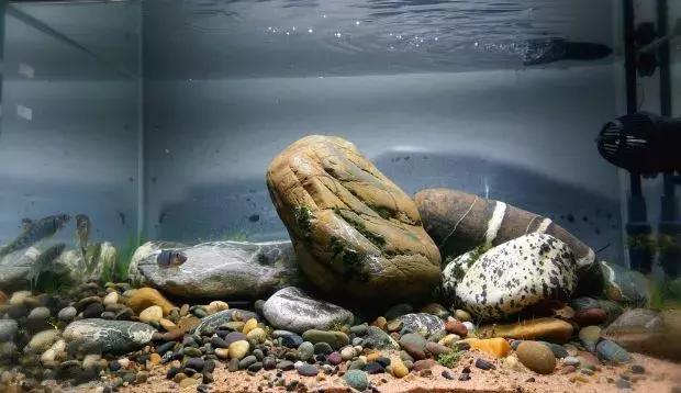 家居水景丨80cm原生缸造景赏析