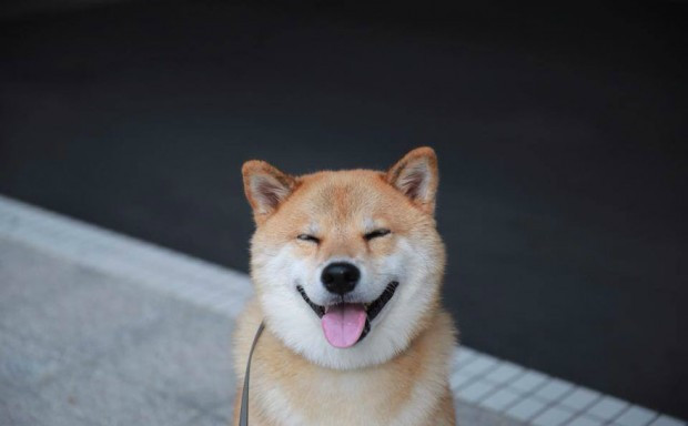 爱笑的柴犬,一笑就闭上眼睛,治愈你的心