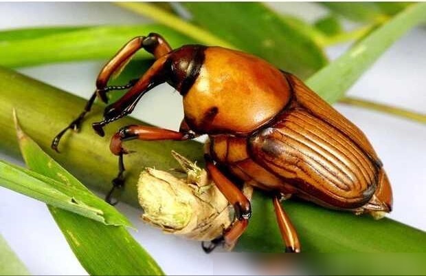 山里竹子上这种害虫,还有多少农村娃记得;而它