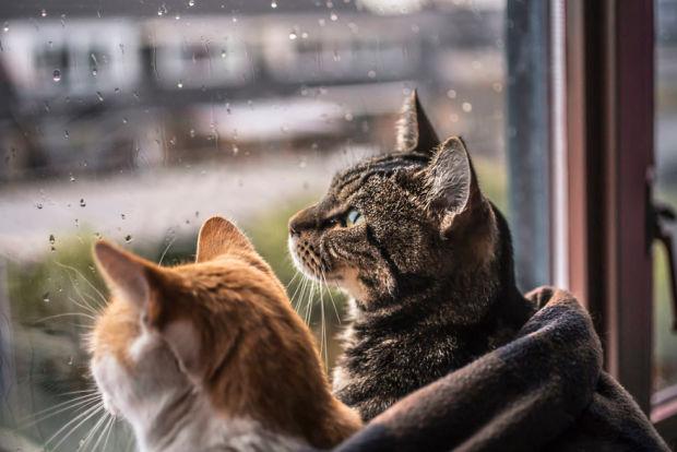 每个下雨天,这2只猫咪都会依偎在窗前