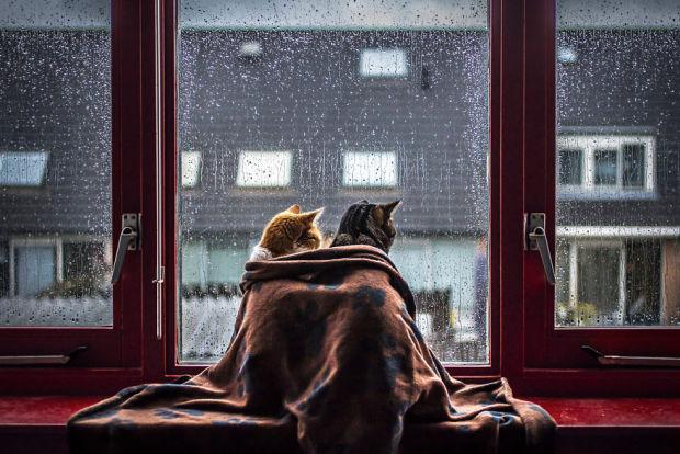 每个下雨天,这2只猫咪都会依偎在窗前