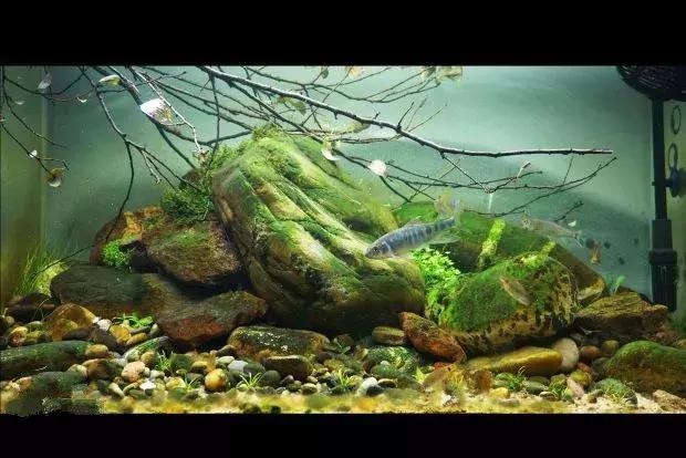 家居水景丨80cm原生缸造景赏析