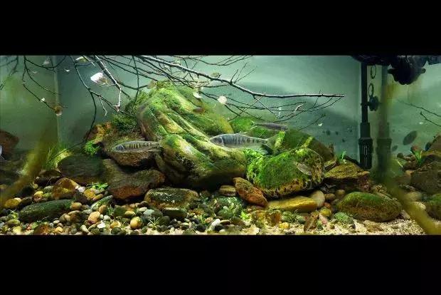 家居水景丨80cm原生缸造景赏析