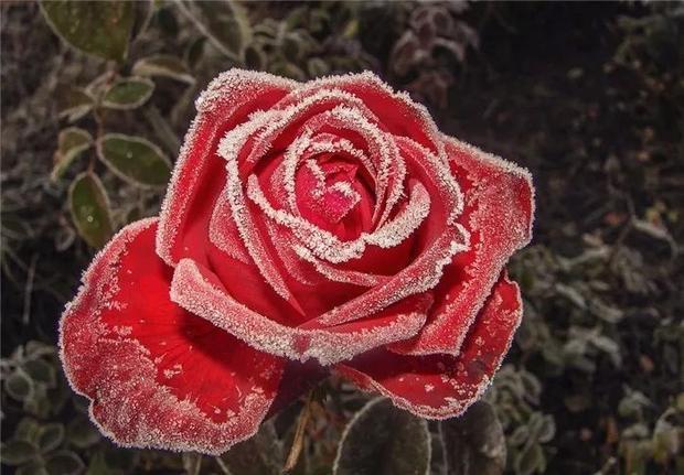 非常罕见的雪中玫瑰,送给我的朋友圈一起欣赏|玫瑰|朋友圈|雪中花