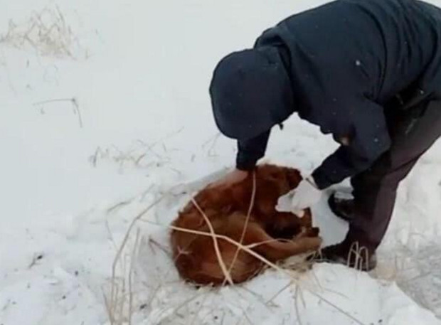 老金毛早上和主人告别后出门再也没回来,主人
