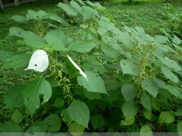 苎麻根炭《医学正传》:煅存性.