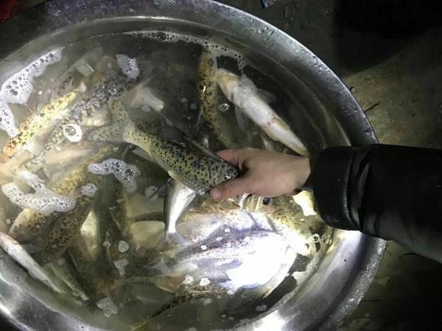 松花江里的名贵鱼种,在重庆被叫做"花参