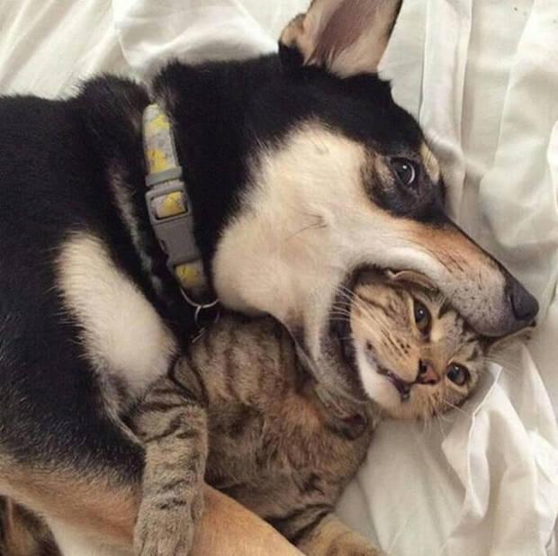 这些住在一起猫咪和狗狗,感情真的好到让主人翻白眼!